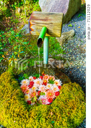 鮮やかな花手水(菊手水) 福島県二本松市 鮮やかな花手水(菊手水) 福島県二本松市 71112029