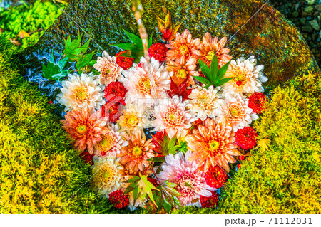 鮮やかな花手水(菊手水) 福島県二本松市 鮮やかな花手水(菊手水) 福島県二本松市 71112031
