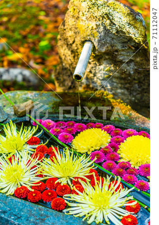 鮮やかな花手水（菊手水）　福島県二本松市 71112047