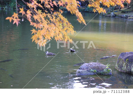 紅葉池と水鳥のつがい ☆+Autumnleaves&waterfowl+☆ 2 2,,,, 紅葉池と水鳥のつがい ☆+Autumnleaves&waterfowl+☆ 2 2,,,, 71112388