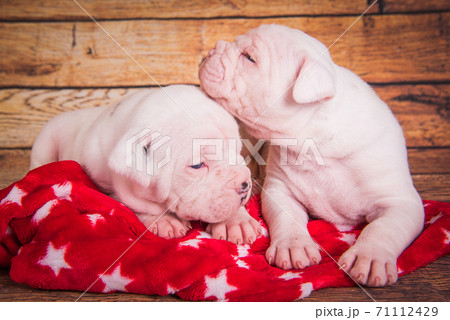 Two Funny American Bulldog puppies dogs are sleeping Two Funny American Bulldog puppies dogs are sleeping 71112429