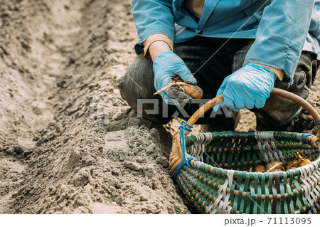 Human Planting Potatoes In Veggetable Garden. Springtime 71113095