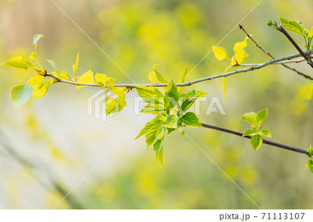 Young Spring Green Leaf Leaves Growing In Branches Of Forest Bush Plant Tree. Young Leaf In Sunlight On Boke Bokeh Natural Blur. Young Spring Green Leaf Leaves Growing In Branches Of Forest Bush Plant Tree. Young Leaf In Sunlight On Boke Bokeh Natural Blur. 71113107