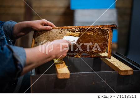 Beekeeper unseals honeycomb with a scraper to remove wax and subtract honey. 71113511