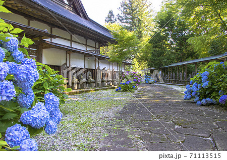 【山梨県】初夏の海岸寺　守屋貞治の百体観音とアジサイの花 71113515