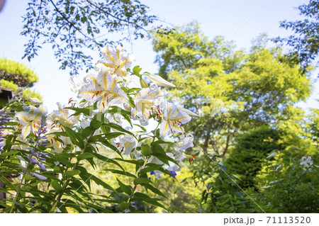 ヤマユリ 71113520