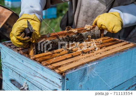 Beekeepers putting honeycomb trays with honeybees back into the beehive, beekeepers preparing to harvest honey at apiary. Beekeepers putting honeycomb trays with honeybees back into the beehive, beekeepers preparing to harvest honey at apiary. 71113554