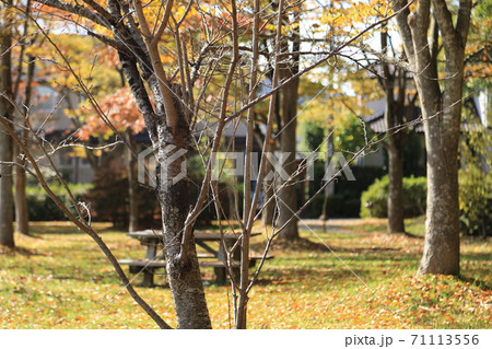 枯葉の季節の公園 71113556