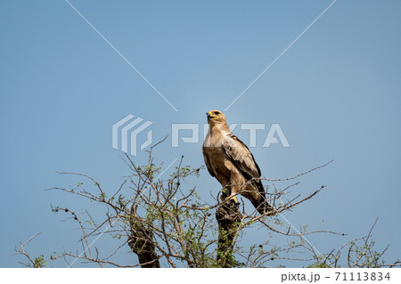 Tawny eagle or Aquila rapax perched on tree at tal chhapar sanctuary rajasthan India Tawny eagle or Aquila rapax perched on tree at tal chhapar sanctuary rajasthan India 71113834