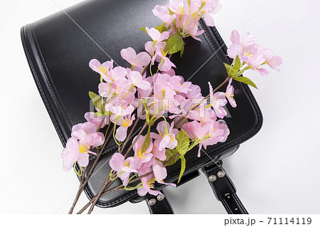 入学式のイメージフォト(黒のランドセルと桜) 入学式のイメージフォト(黒のランドセルと桜) 71114119