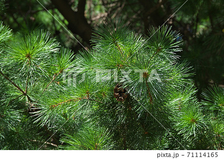 バルカン半島原産「マケドニアマツ」の葉 71114165