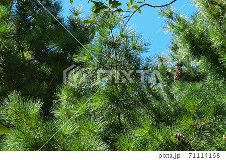バルカン半島原産「マケドニアマツ」の葉と松ぼっくり バルカン半島原産「マケドニアマツ」の葉と松ぼっくり 71114168