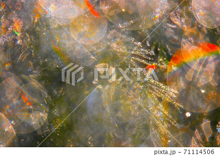 虹アート 71114506