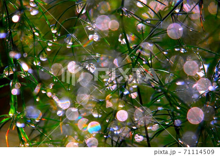 虹アート 71114509