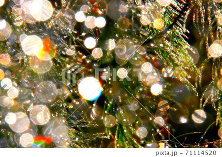 虹アート 71114520