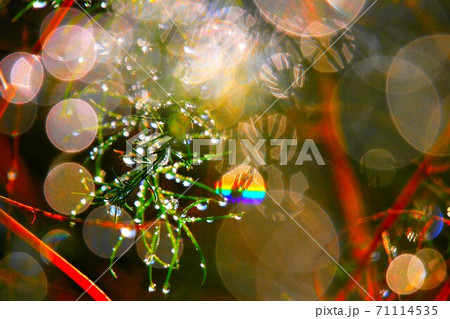 虹アート 71114535