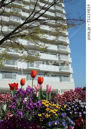 チューリップが綺麗なマンションの花壇 4月 の写真素材
