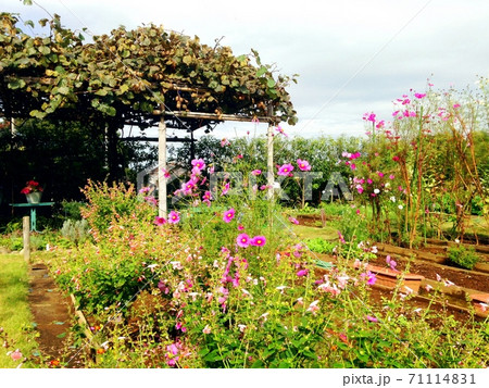 コスモスの咲く秋の家庭菜園 71114831