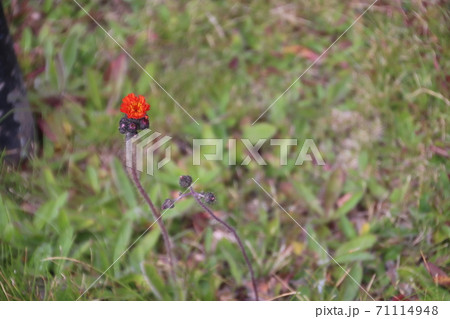 スタンリーに咲いていた花 71114948