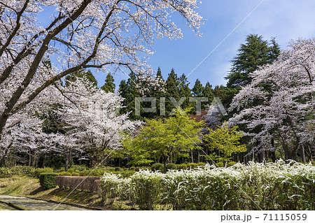 桜咲く春の里山風景 桜咲く春の里山風景 71115059