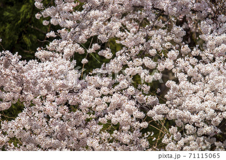 桜が満開の公園でお花見 桜が満開の公園でお花見 71115065