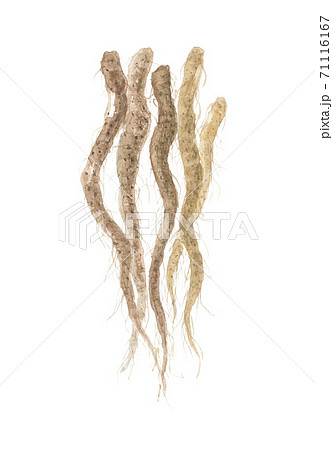 ヤマノイモの根 ヤマノイモの根 71116167