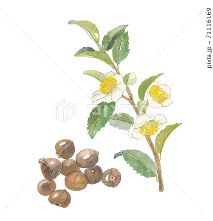 お茶の花と実 お茶の花と実 71116169