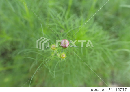 コスモスの蕾（咲き始め）07 71116757