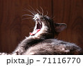 日向ぼっこしながら大あくびする猫 71116770