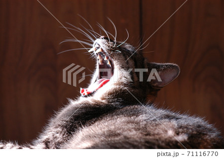 日向ぼっこしながら大あくびする猫 日向ぼっこしながら大あくびする猫 71116770