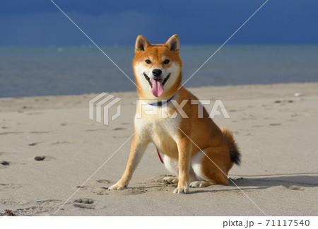 柴犬 71117540