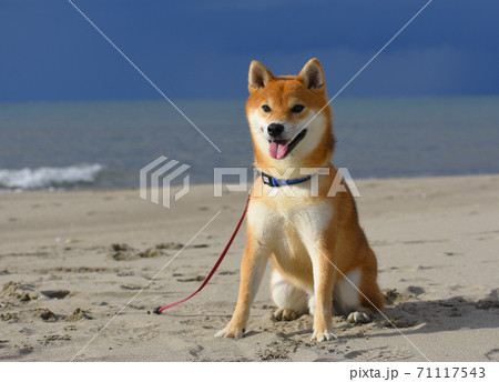 柴犬 71117543