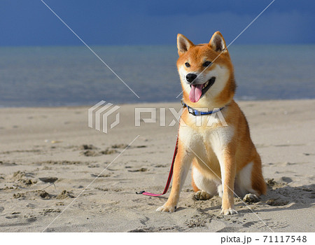柴犬 71117548