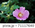 庭で咲いた芙蓉の花 71117640