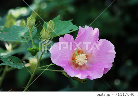 庭で咲いた芙蓉の花 71117640