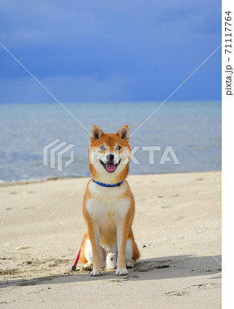 柴犬 71117764