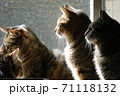 日の当たる窓際に集まる猫4匹 71118132