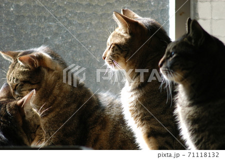 日の当たる窓際に集まる猫4匹 日の当たる窓際に集まる猫4匹 71118132