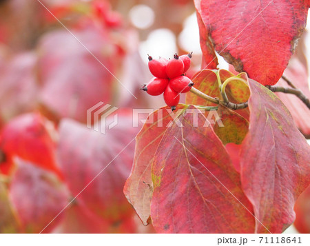 秋のハナミズキの紅葉と実の写真素材