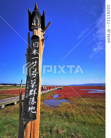 能取湖サンゴ草群落（北海道網走市卯原内） 71119205