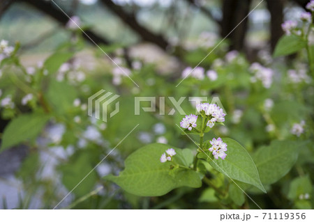 用水路脇に咲く白いミゾソバの写真素材