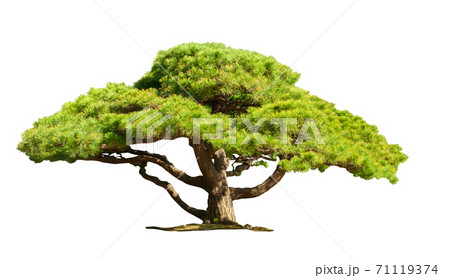 Bonsai tree or pine tree isolate is on white background 71119374