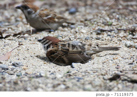 2羽のスズメ 晴天の日に砂浴びを楽しむ 2羽のスズメ 晴天の日に砂浴びを楽しむ 71119375