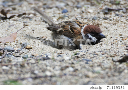 スズメ 砂を足で掘って砂浴びを楽しむ スズメ 砂を足で掘って砂浴びを楽しむ 71119381
