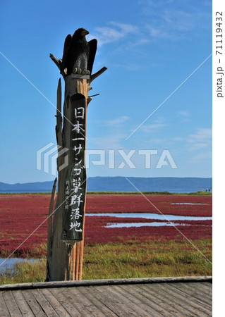 能取湖サンゴ草群落(北海道網走市卯原内) 能取湖サンゴ草群落(北海道網走市卯原内) 71119432