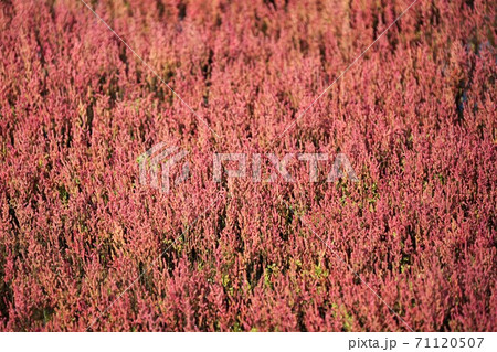 能取湖サンゴ草群落(北海道網走市卯原内) 能取湖サンゴ草群落(北海道網走市卯原内) 71120507