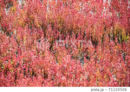 能取湖サンゴ草群落(北海道網走市卯原内) 能取湖サンゴ草群落(北海道網走市卯原内) 71120508