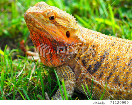 芝生でお散歩するフトアゴヒゲトカゲ 芝生でお散歩するフトアゴヒゲトカゲ 71120999