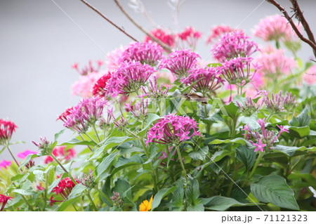 花とオオスカシバ 71121323