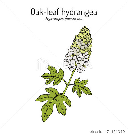 Oak-Leaf Hydrangea Hydrangea quercifolia , ornamental plant 71121340